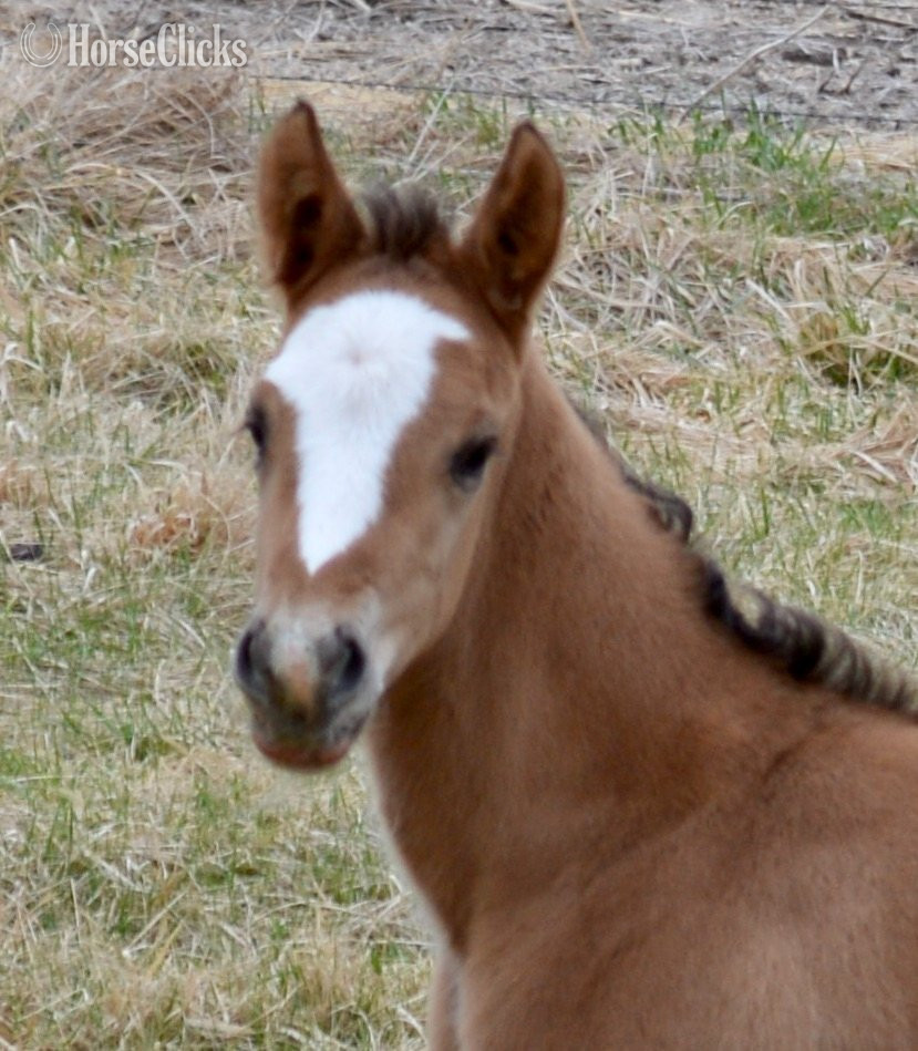 "Skip" Dun Colt Quarter Horse