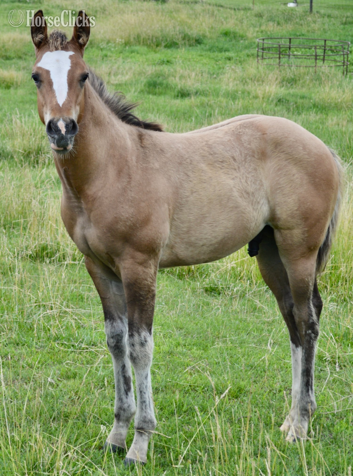 Missouri "Skip" Dun Colt Quarter Horse