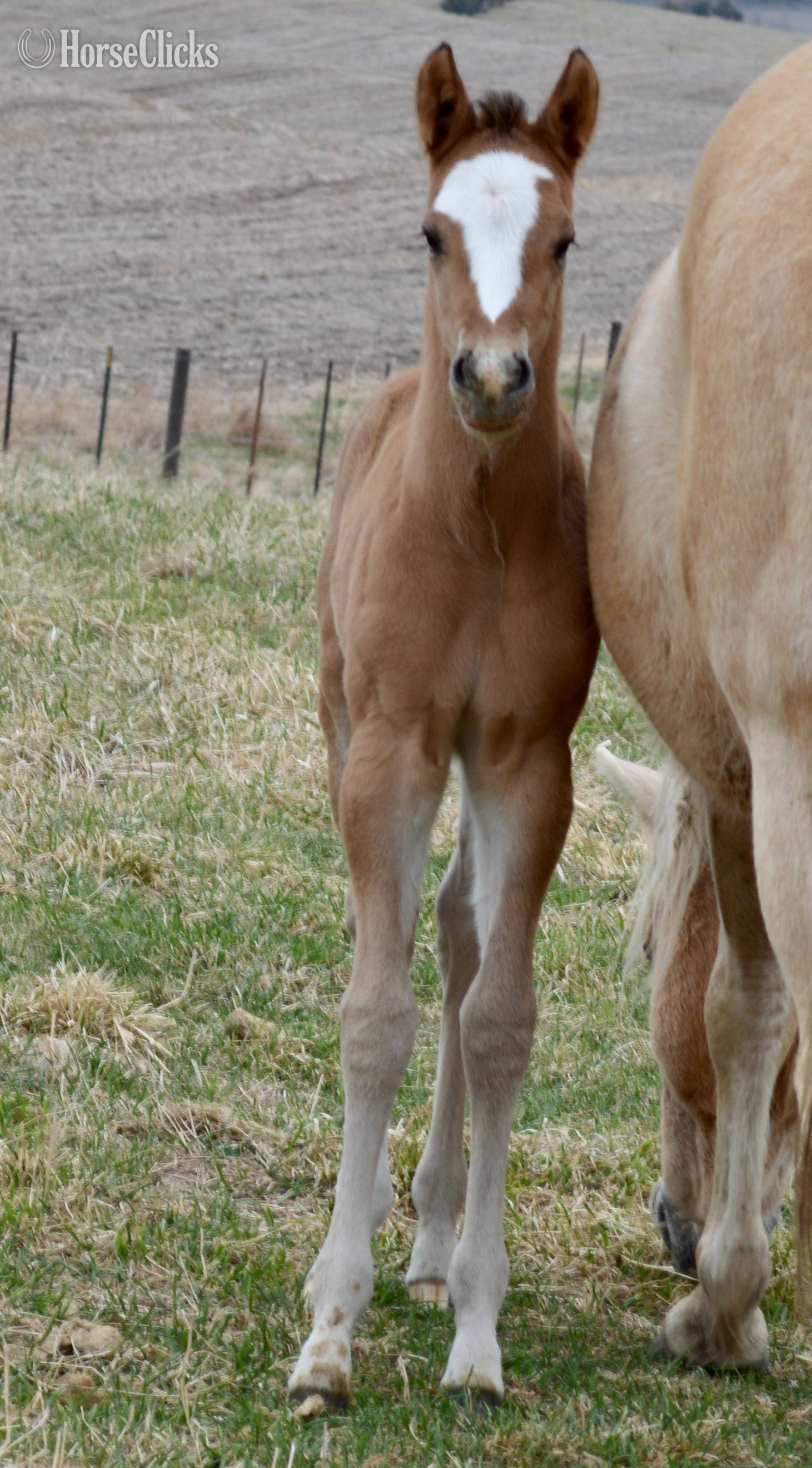Missouri "Skip" Dun Colt Quarter Horse