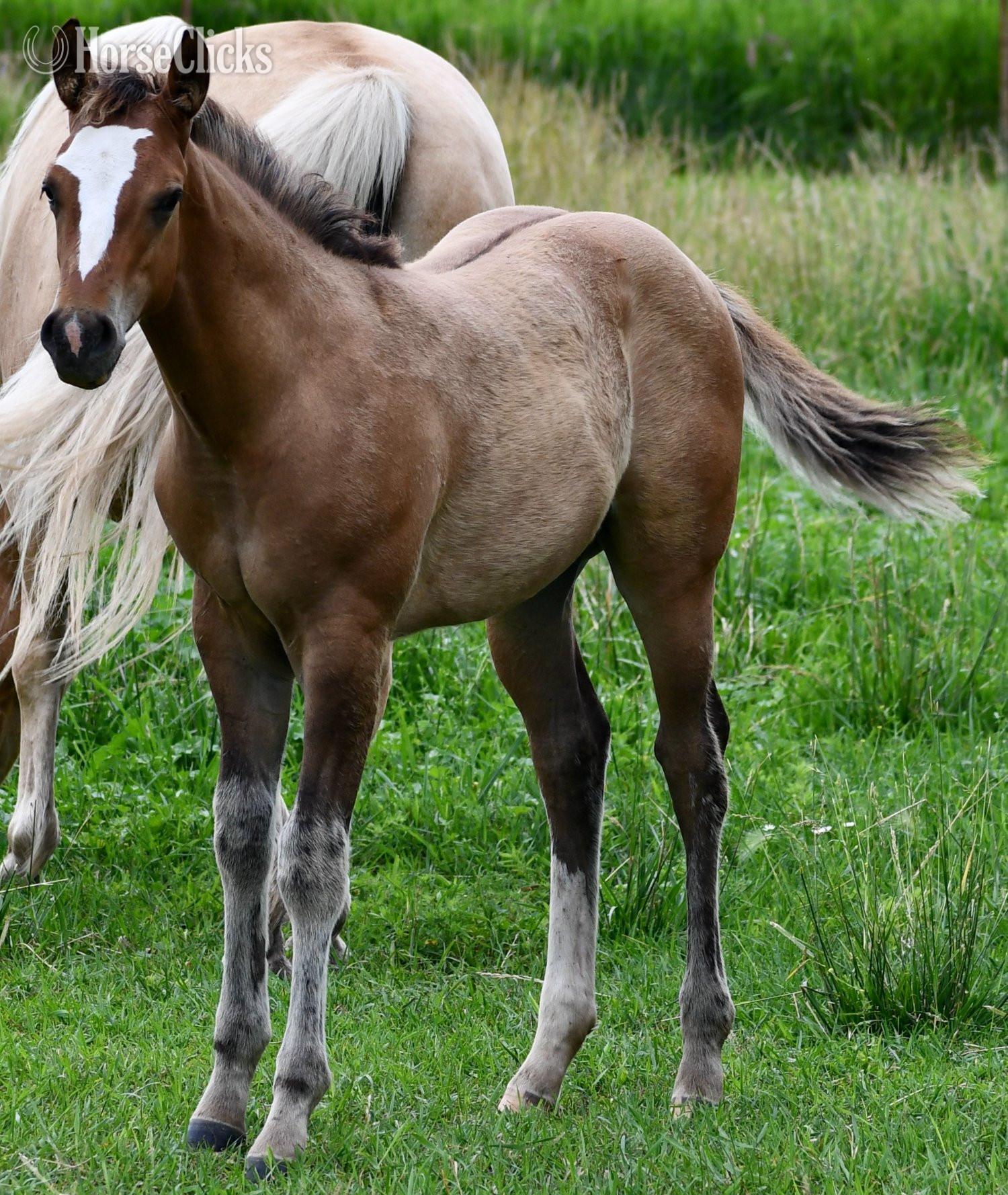 "Skip" Dun Colt Quarter Horse - Quarter Horse