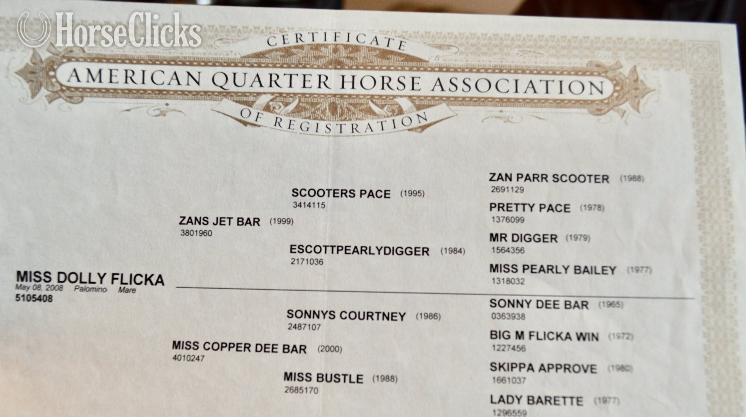 "Skip" Dun Colt Quarter Horse - Quarter Horse