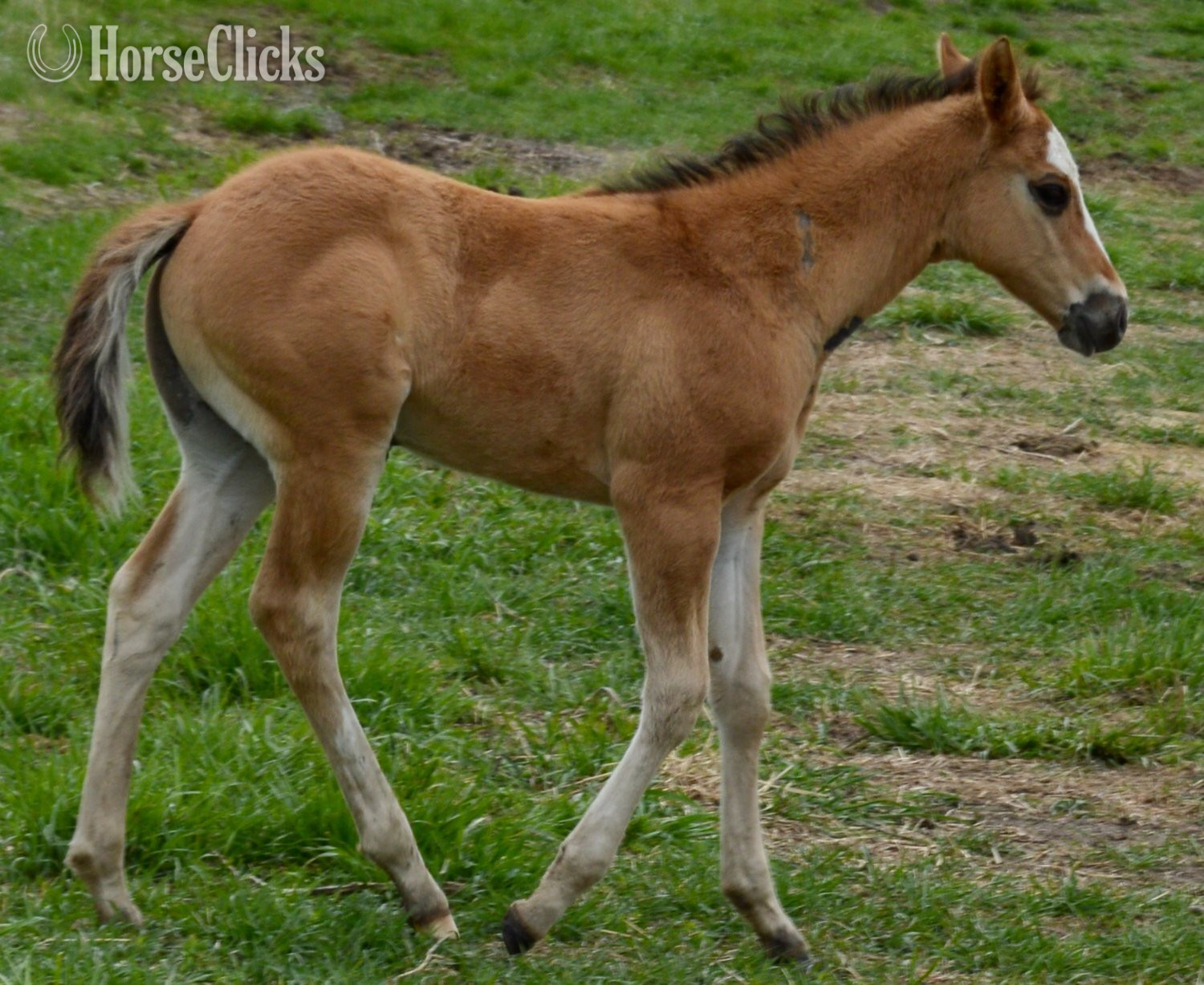 "Skip" Dun Colt Quarter Horse Missouri