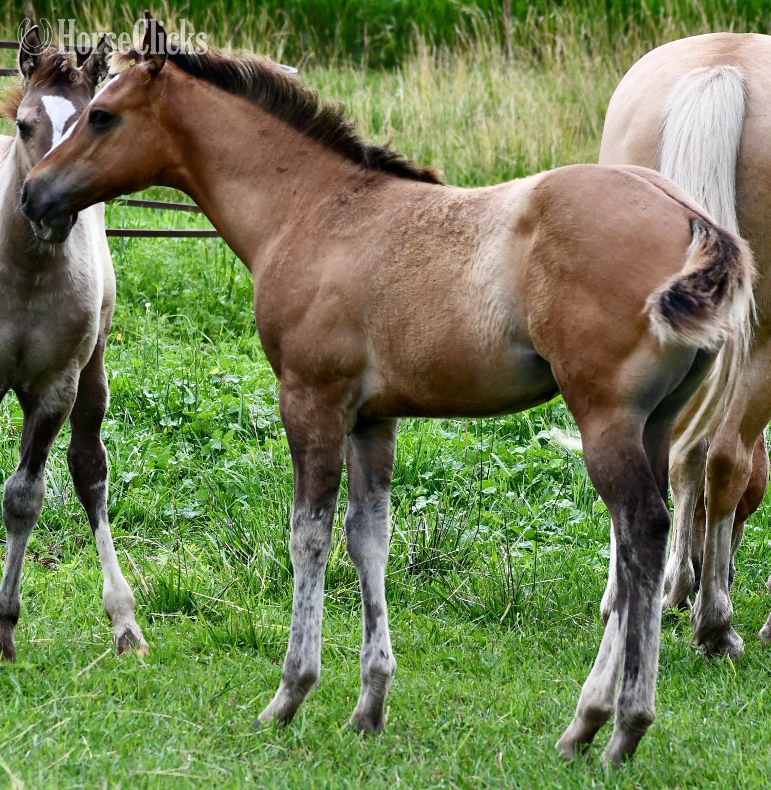 "Skip" Dun Colt Quarter Horse Missouri