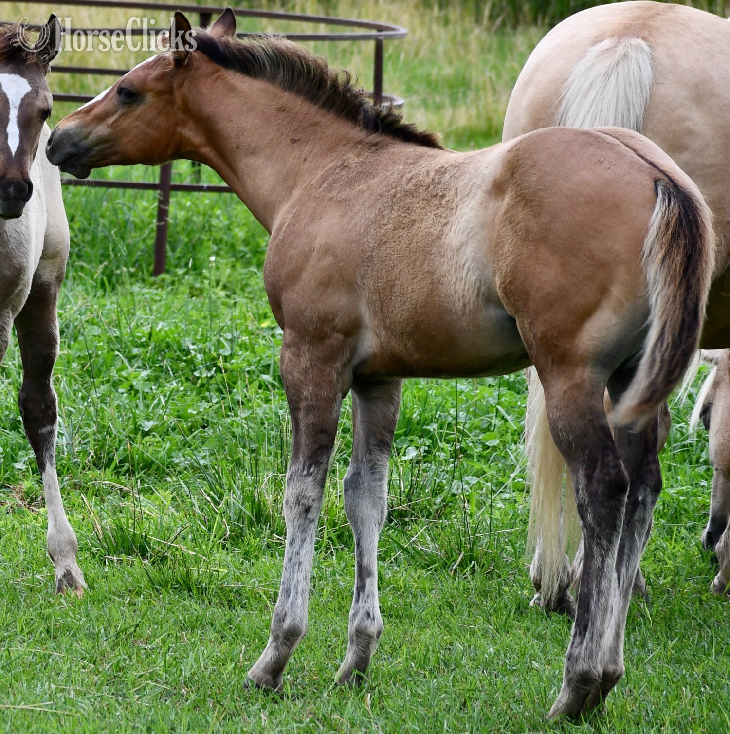 Quarter Horse - "Skip" Dun Colt Quarter Horse in Missouri
