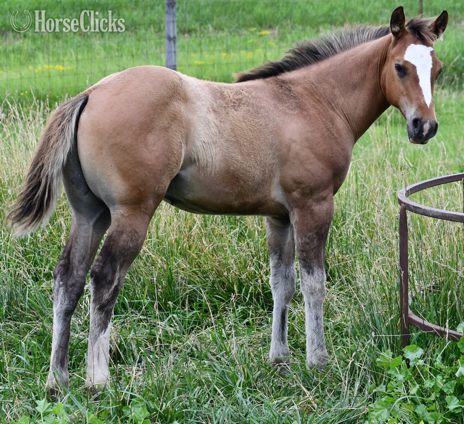 Quarter Horse - "Skip" Dun Colt Quarter Horse