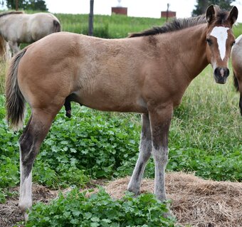 "Skip" Dun Colt Quarter Horse