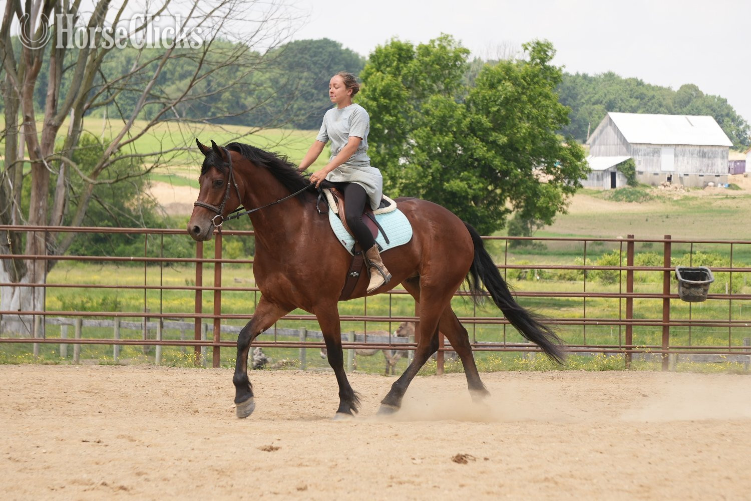 "Jordan " Bay Gelding Friesian - Friesian