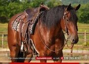 "Jordan " Bay Gelding Friesian