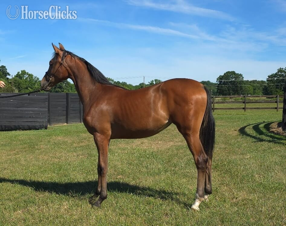 "CAF MARCOS ROCKETTE" Bay Filly Arabian Cross in North Carolina