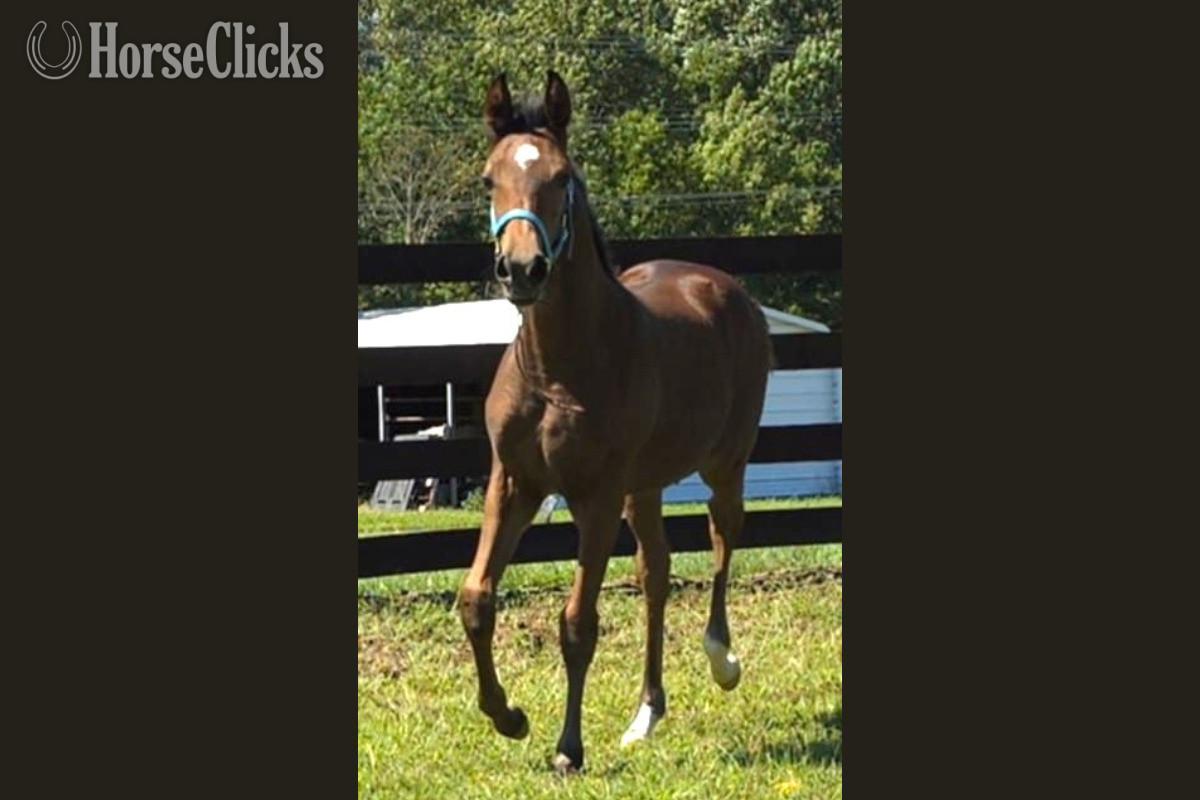 North Carolina "CAF MARCOS ROCKETTE" Bay Filly Arabian Cross