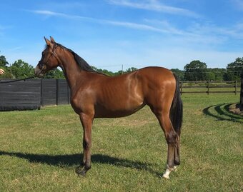 "CAF MARCOS ROCKETTE" Bay Filly Arabian Cross
