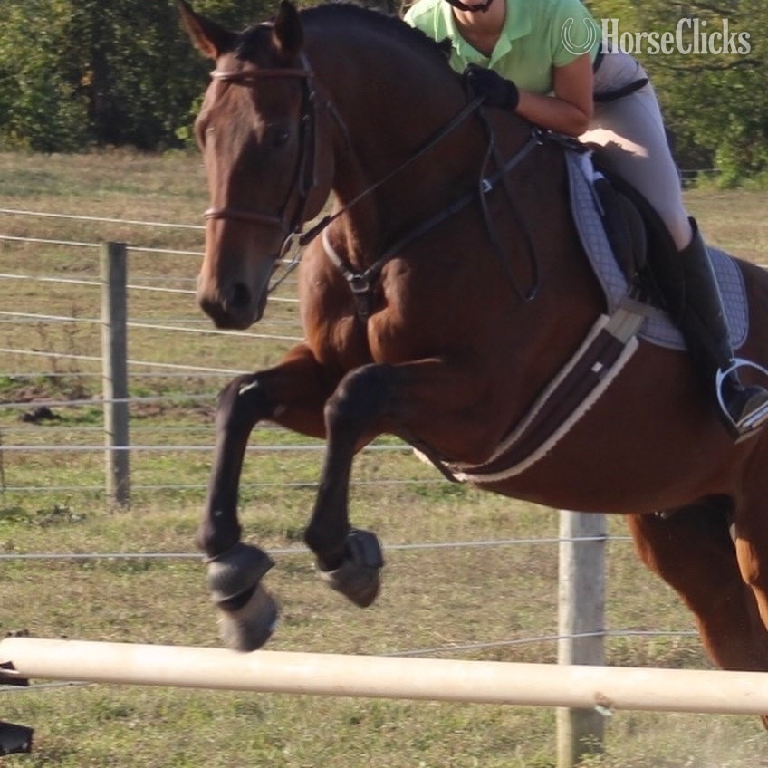 "Philip" Bay Gelding Thoroughbred in Ohio