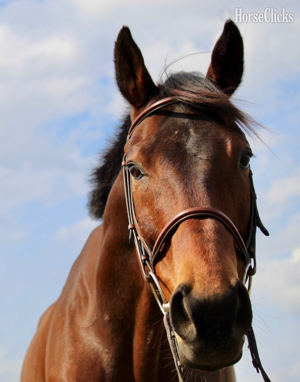 "Philip" Bay Gelding Thoroughbred