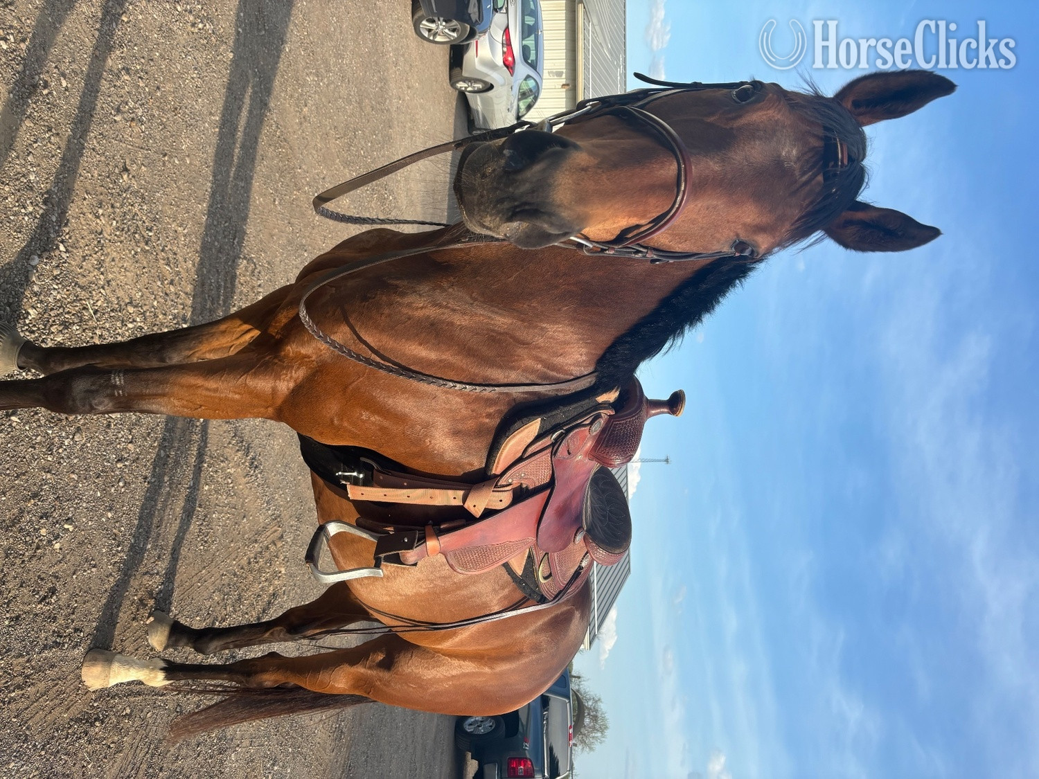 Ohio "Philip" Bay Gelding Thoroughbred