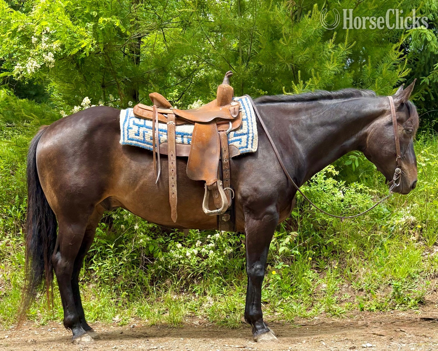 "Cinch" Bay Gelding Quarter Horse in Ohio