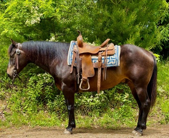 "Cinch" Bay Gelding Quarter Horse