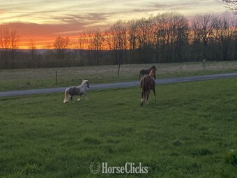 Gilboa Stables 67 acre horse farm in the Catskills region!  