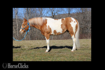 "" Palomino Gelding Paint