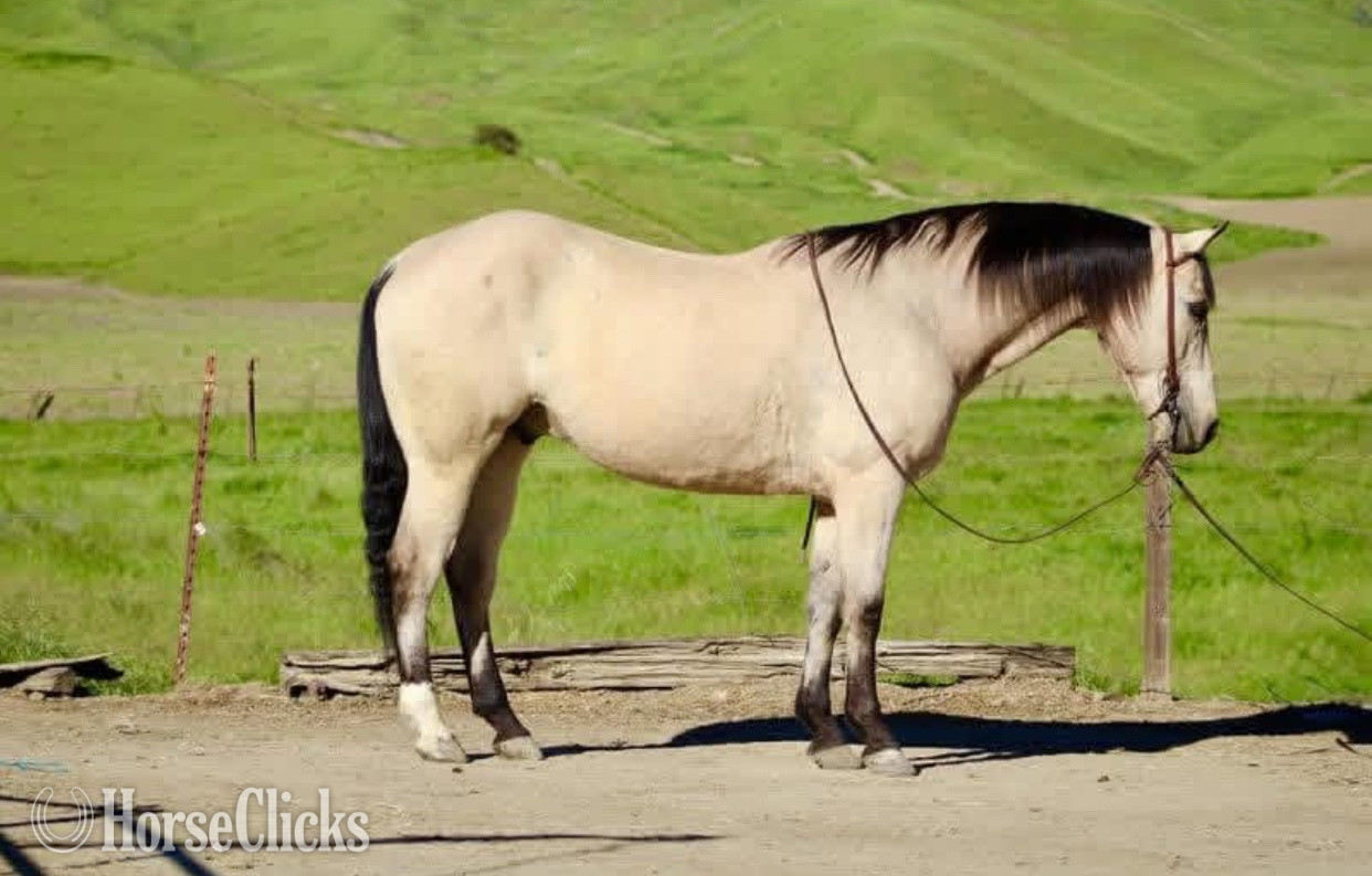 "Cashew" Buckskin Gelding Quarter Horse