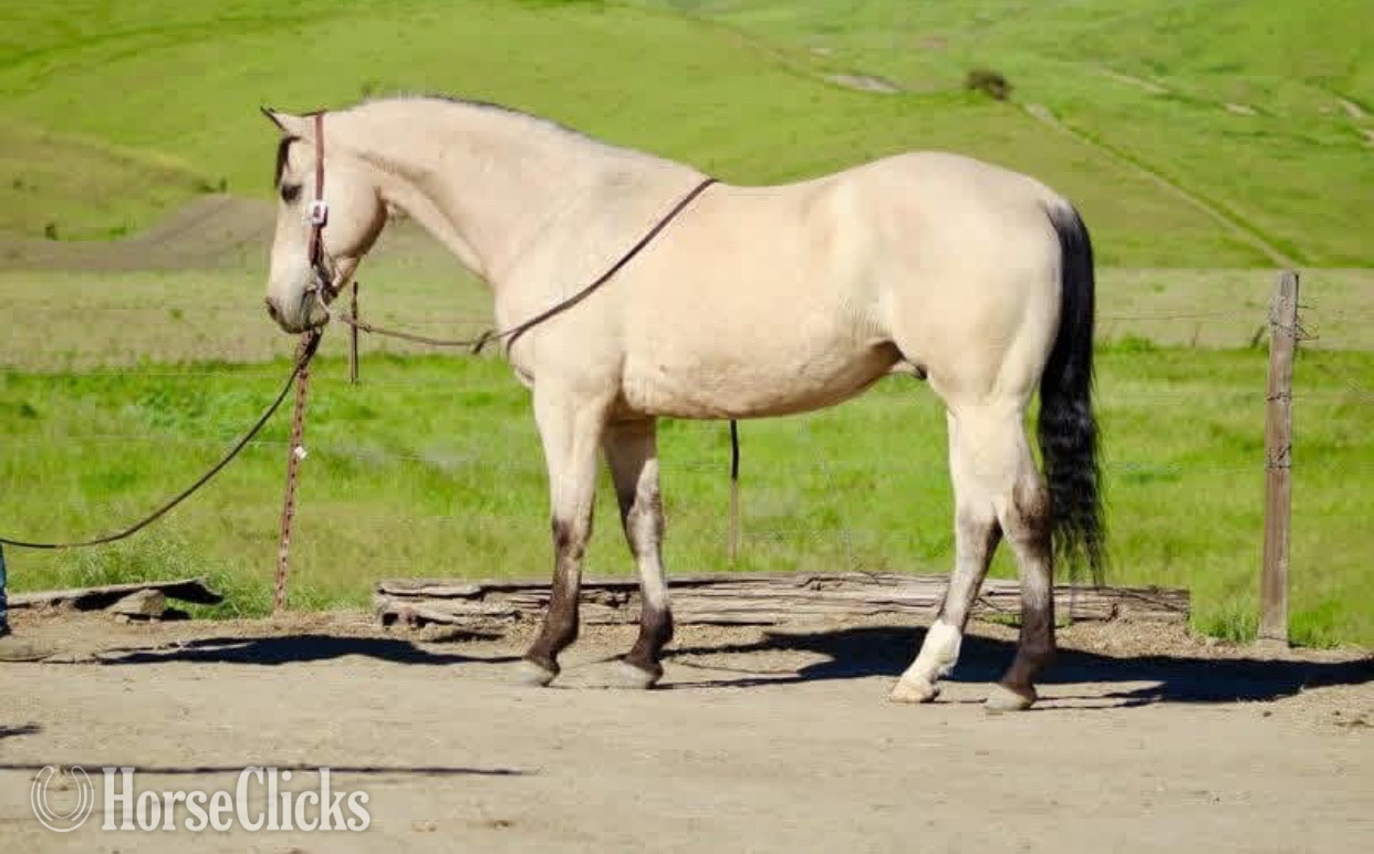 "Cashew" Buckskin Gelding Quarter Horse - Quarter Horse in Mississippi