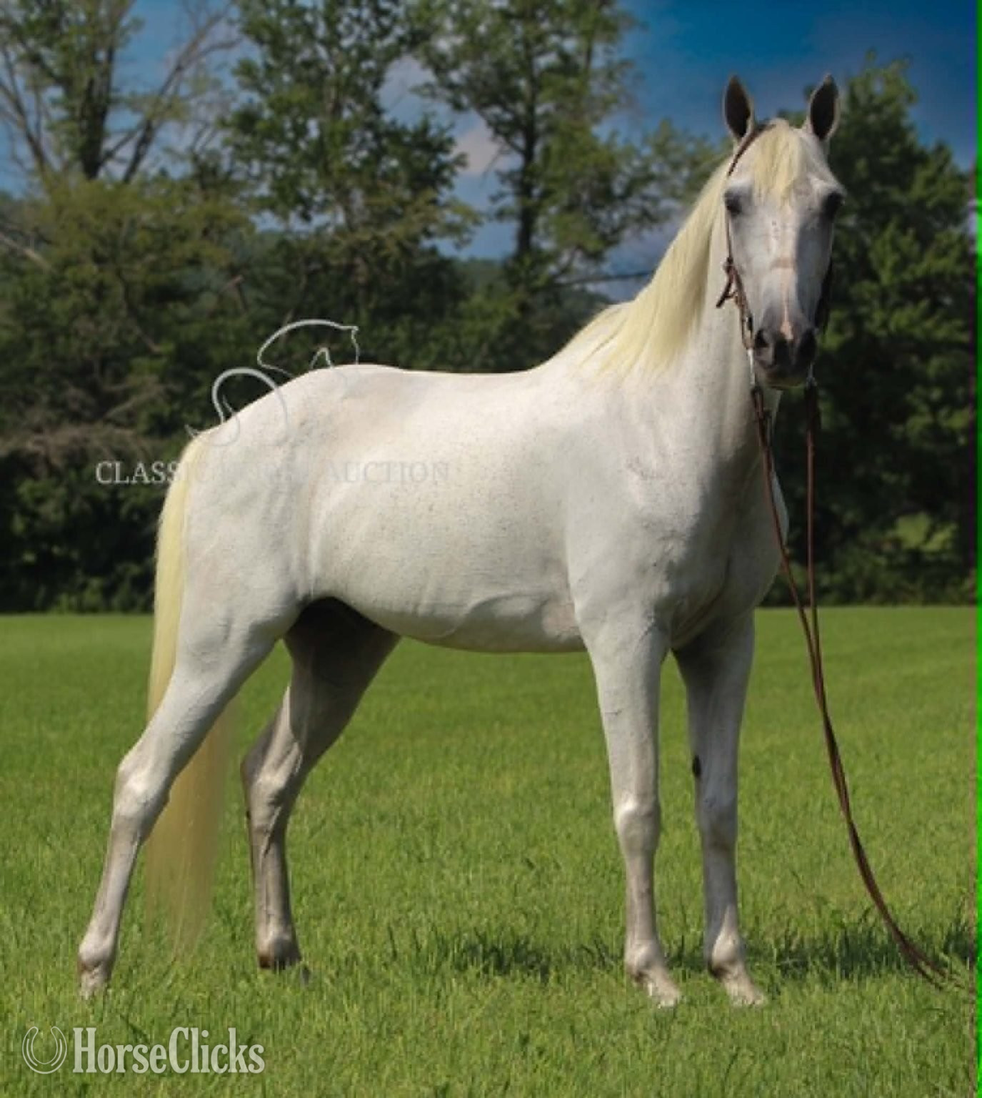 "BOO" Grey Gelding Tennessee Walker in Kentucky