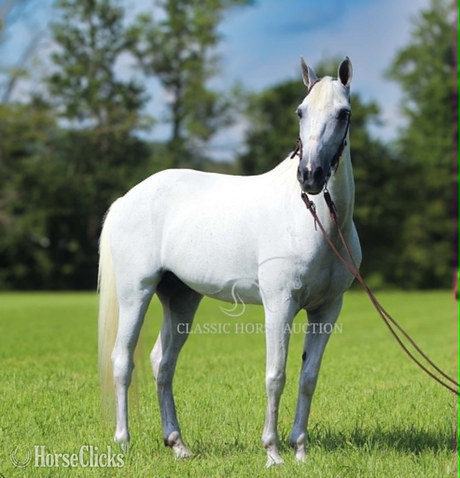 "BOO" Grey Gelding Tennessee Walker - Tennessee Walker in Kentucky