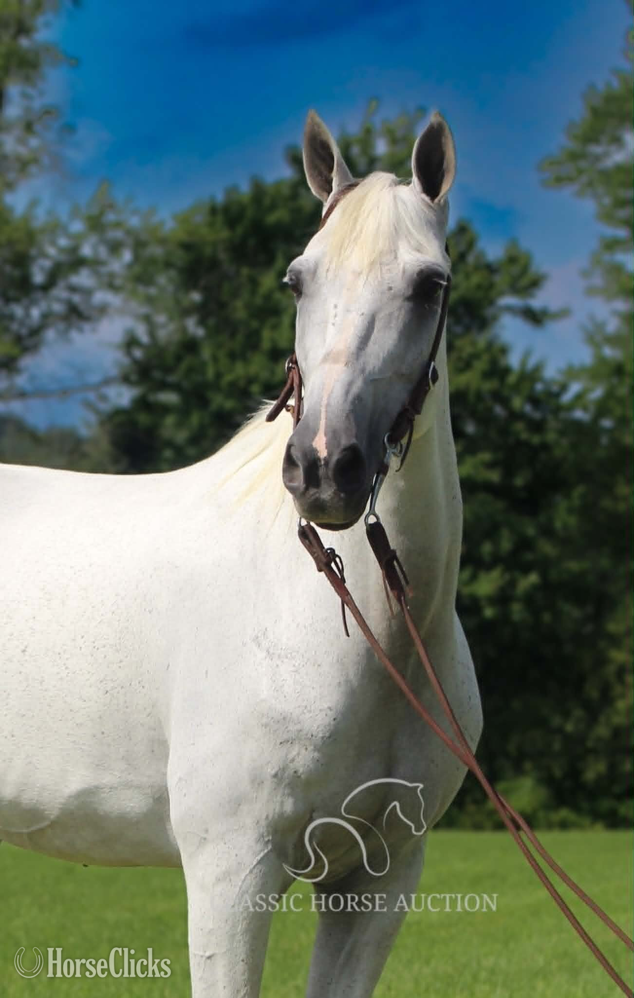 "BOO" Grey Gelding Tennessee Walker - Tennessee Walker