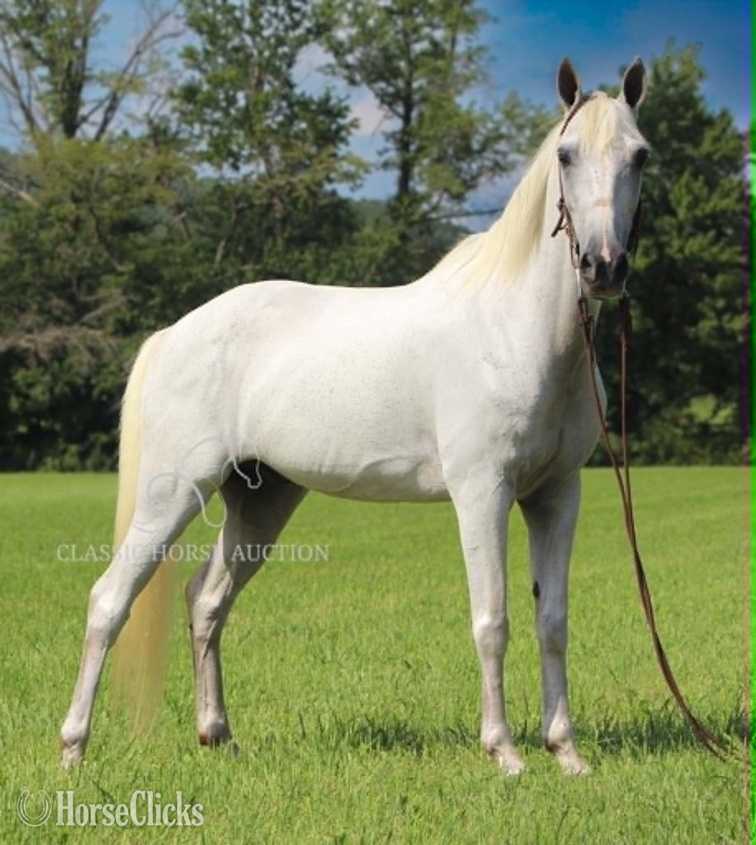 "BOO" Grey Gelding Tennessee Walker Kentucky