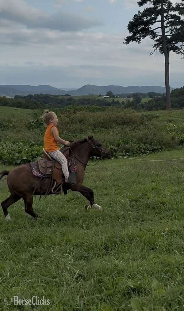 "Oreo" Pinto Gelding Other Breed