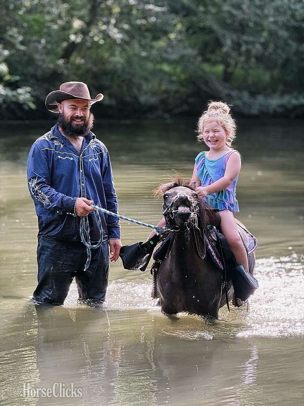 Oklahoma "Oreo" Pinto Gelding Other Breed