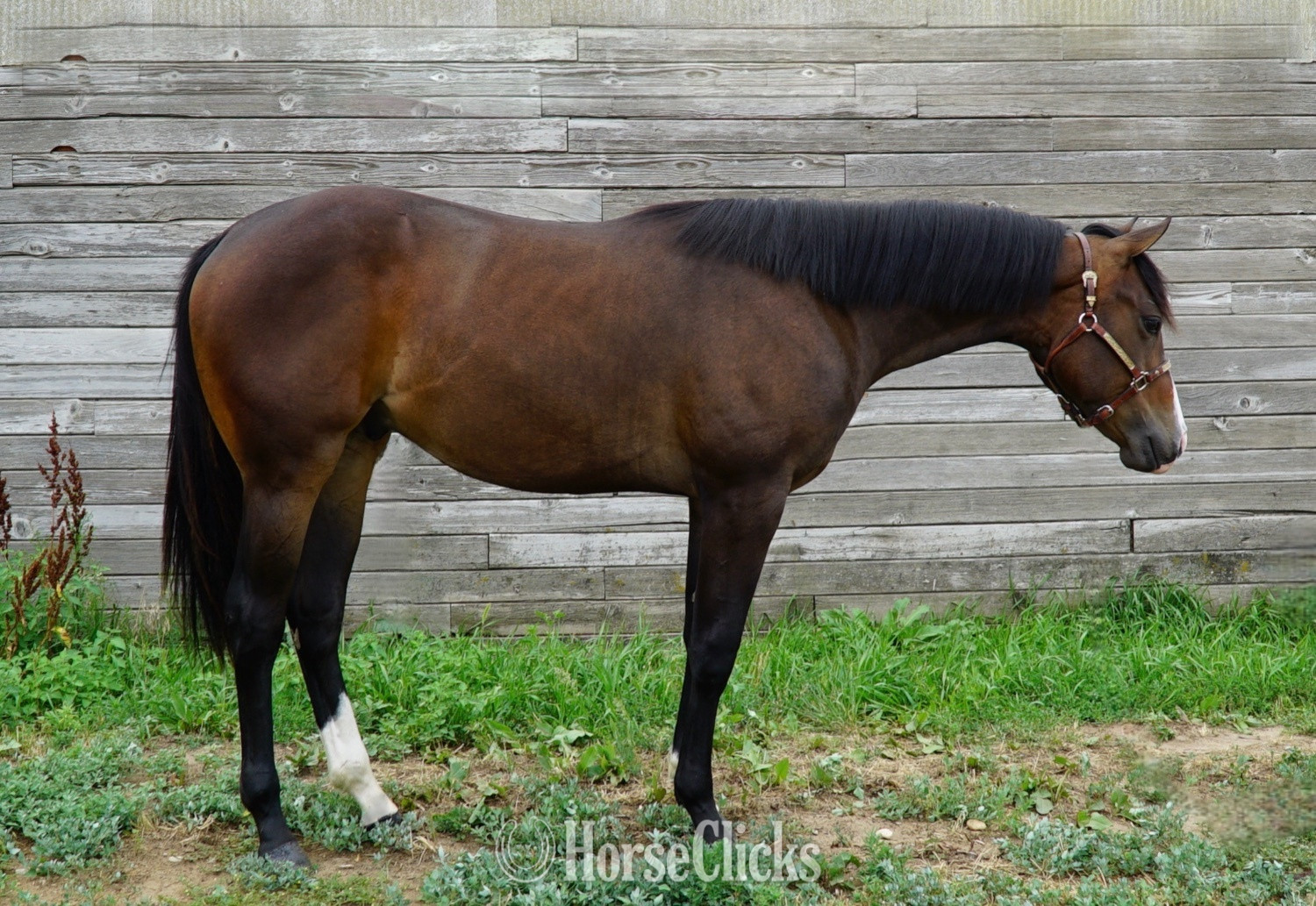 "Flea" Bay Colt Quarter Horse in Colorado