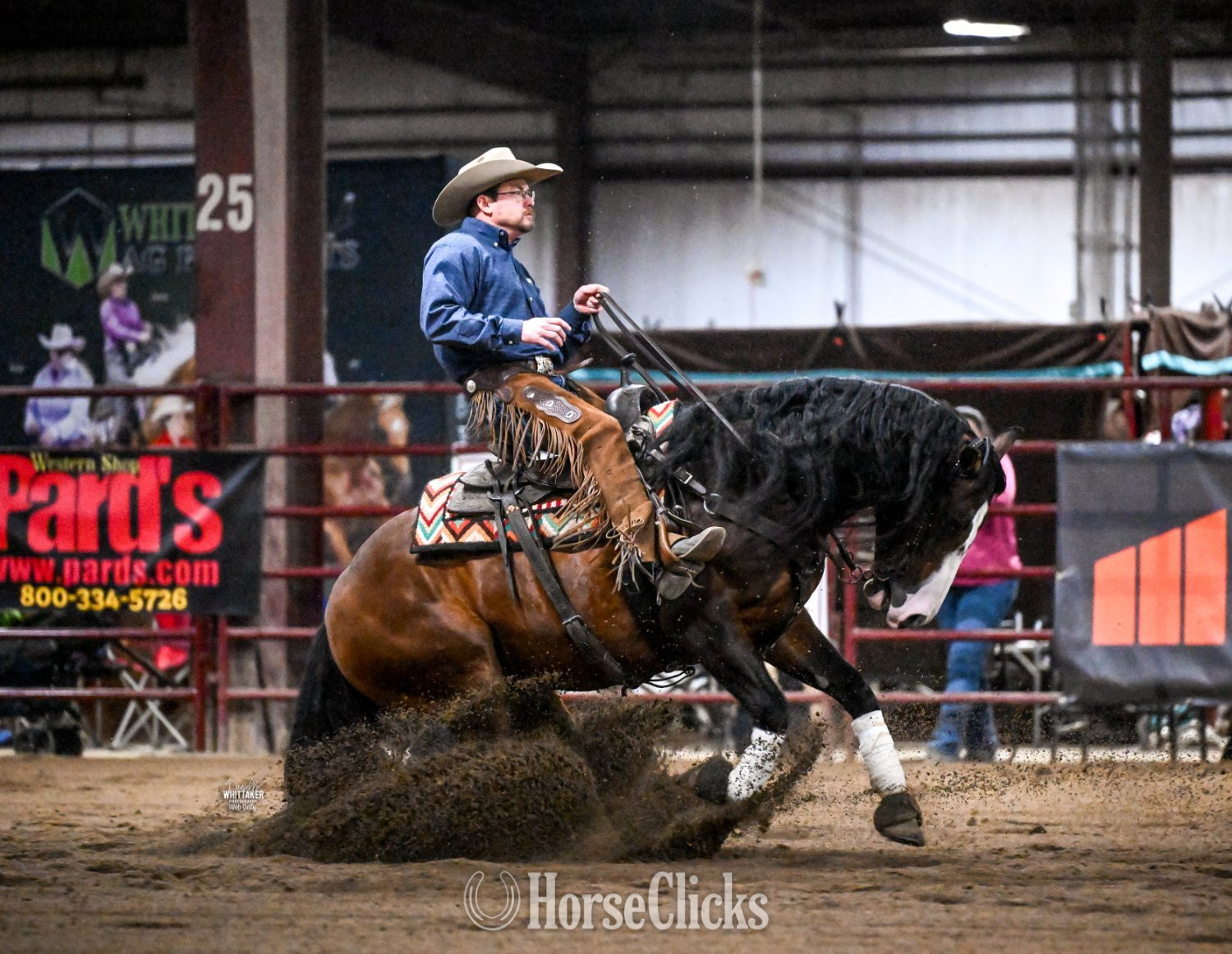 "Capones Gotta Gun" Bay Gelding Quarter Horse - Quarter Horse in Illinois