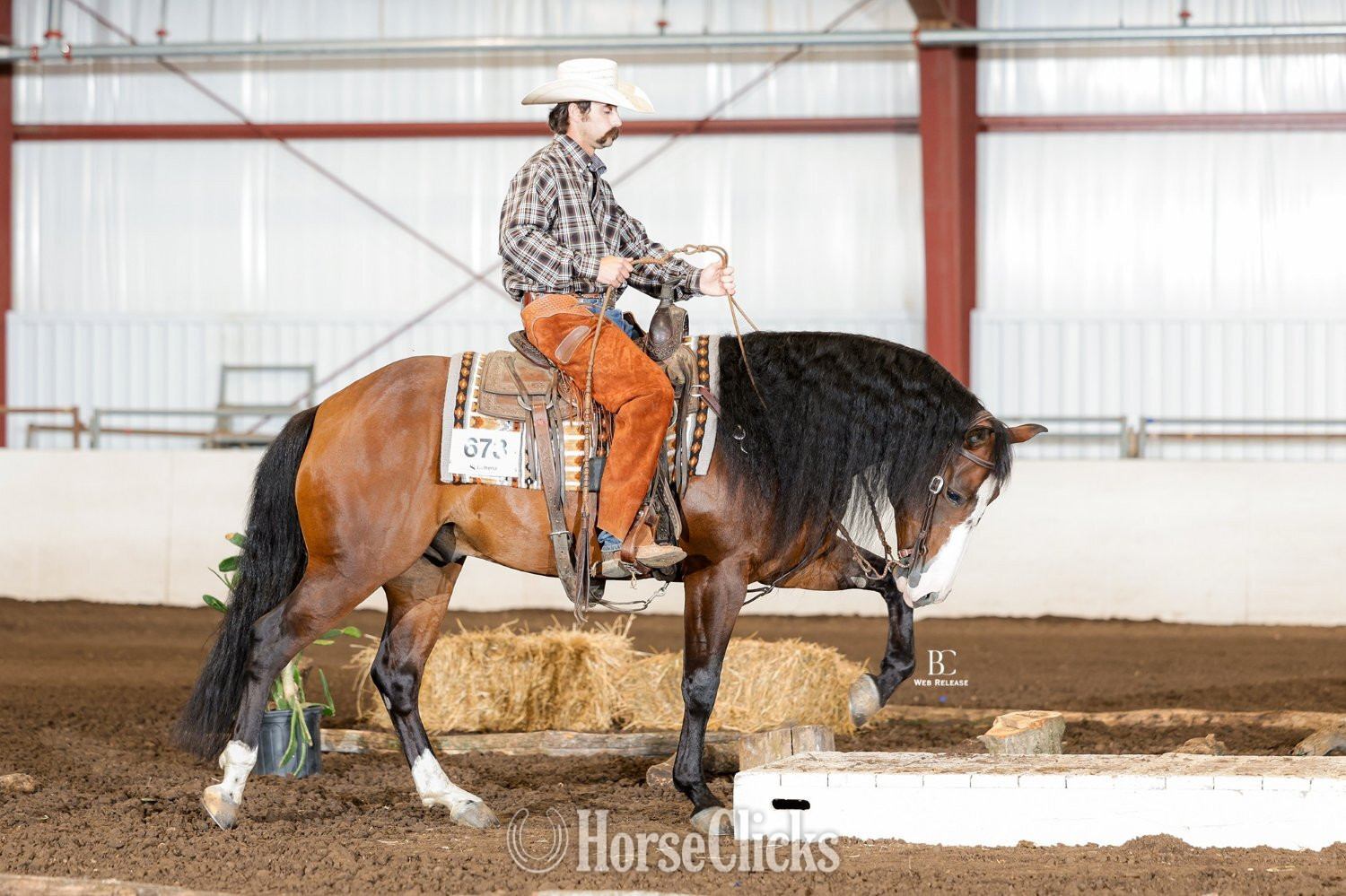 "Capones Gotta Gun" Bay Gelding Quarter Horse Illinois