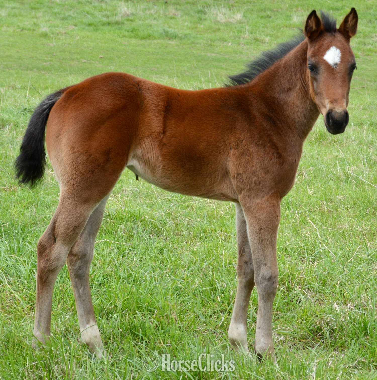 "Snickelfritz" Bay Roan Filly Quarter Horse in Missouri