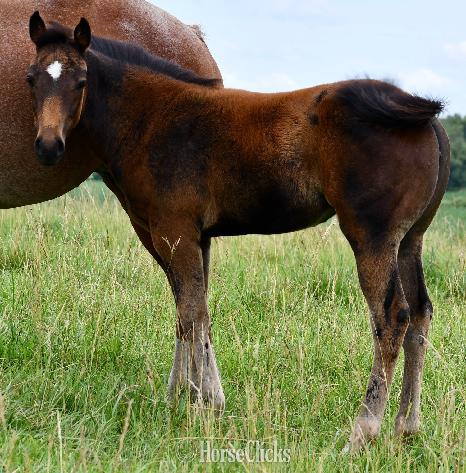"Snickelfritz" Bay Filly Quarter Horse in Missouri