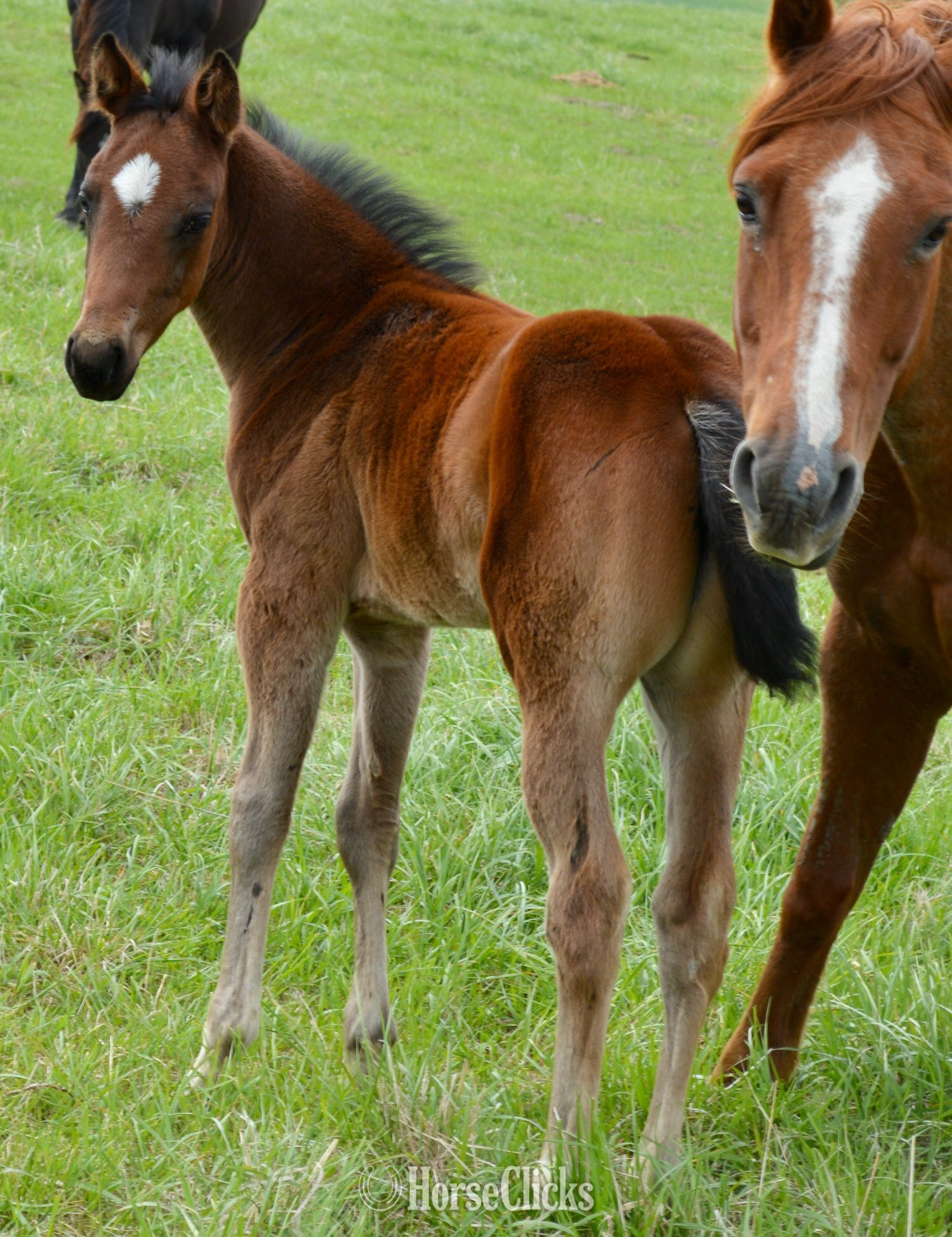 "Snickelfritz" Bay Roan Filly Quarter Horse