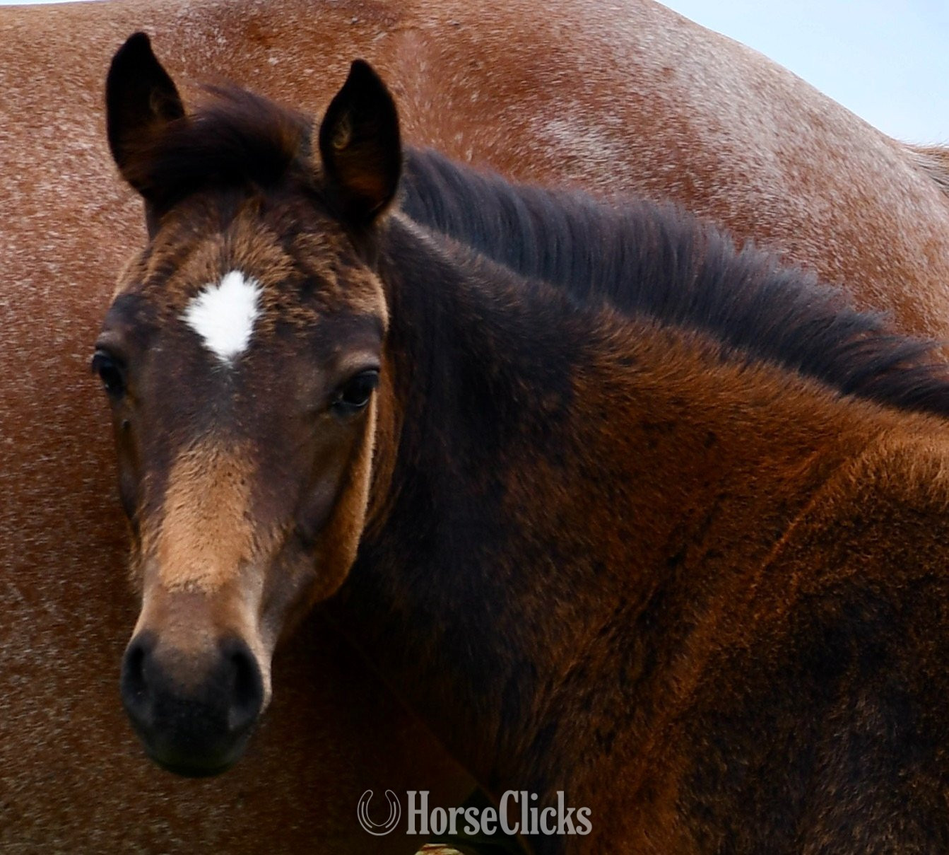 "Snickelfritz" Bay Filly Quarter Horse