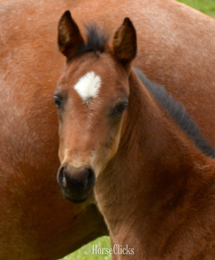 Missouri "Snickelfritz" Bay Roan Filly Quarter Horse