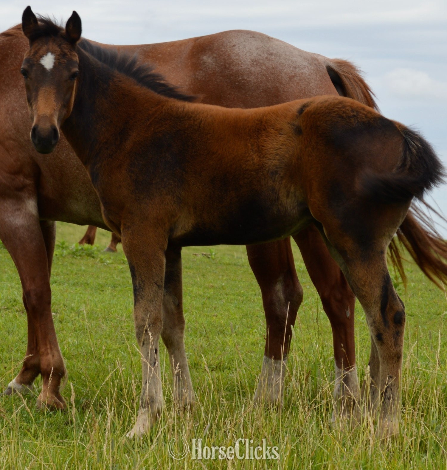 Missouri "Snickelfritz" Bay Filly Quarter Horse