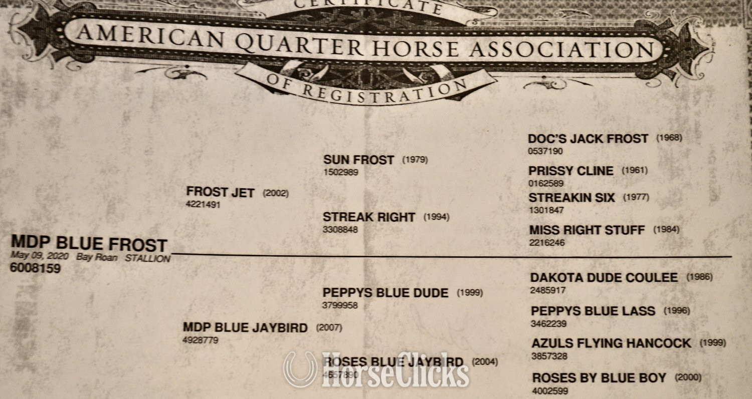 "Snickelfritz" Bay Roan Filly Quarter Horse - Quarter Horse