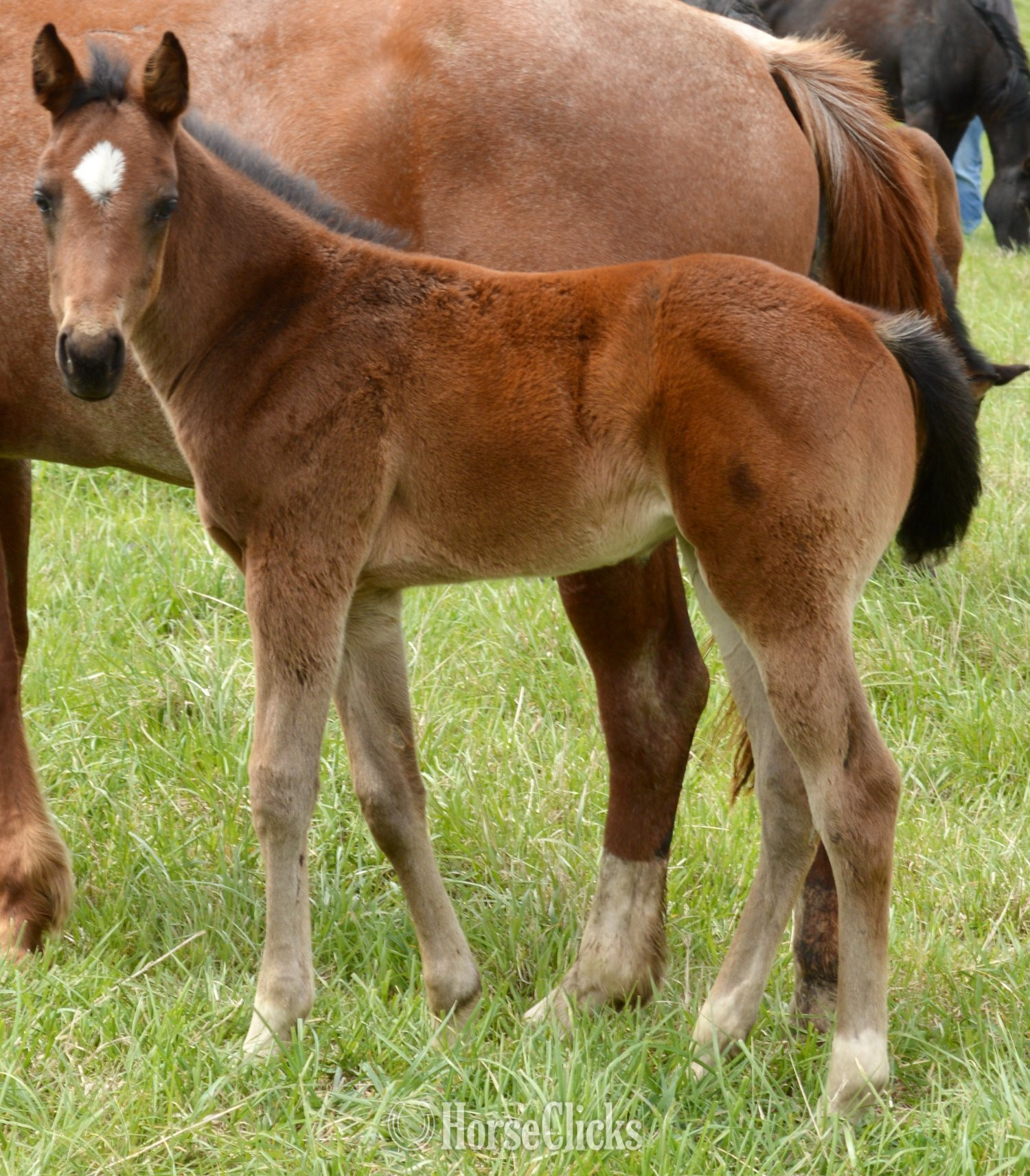 "Snickelfritz" Bay Roan Filly Quarter Horse - Quarter Horse in Missouri