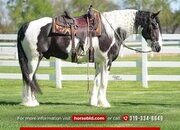 "Jasper " Piebald Gelding Gypsy Vanner