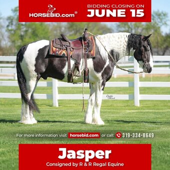 "Jasper " Piebald Gelding Gypsy Vanner
