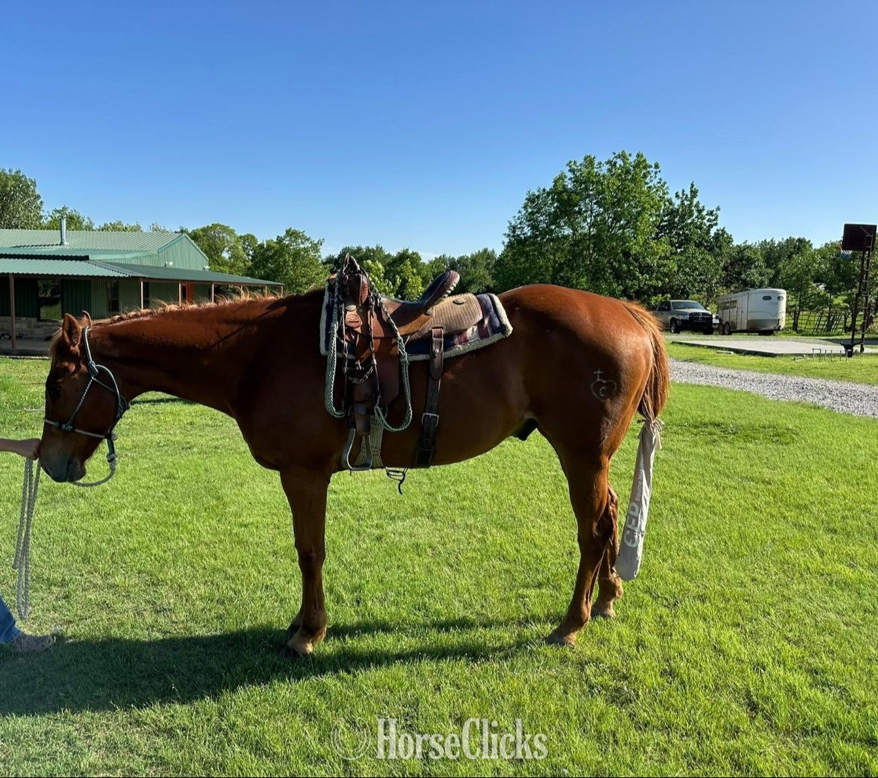"Charming Danny Boy" Sorrel Gelding Appendix in Oklahoma