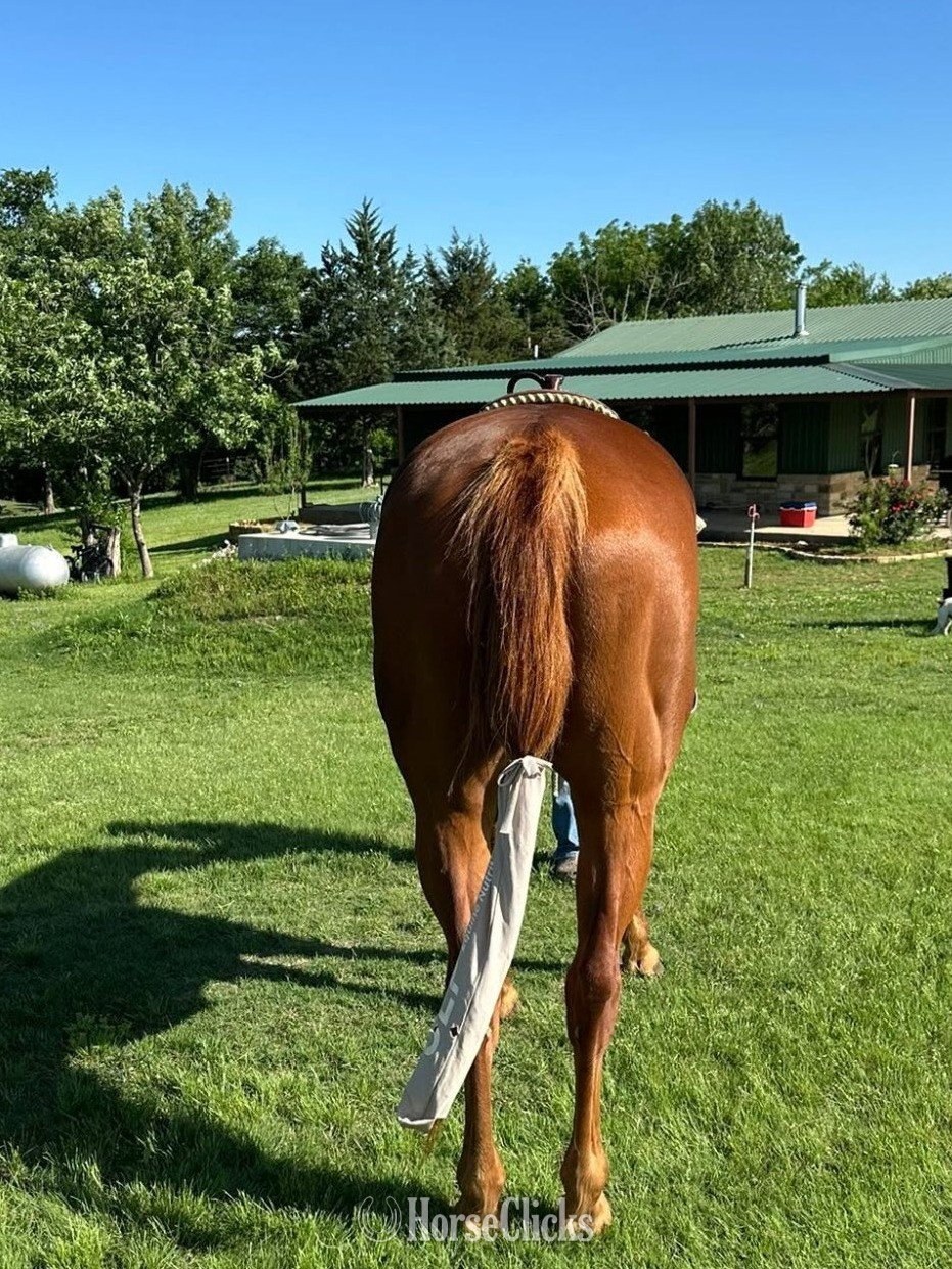 "Charming Danny Boy" Sorrel Gelding Appendix