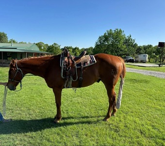 "Charming Danny Boy" Sorrel Gelding Appendix