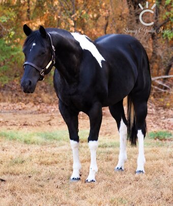 "SOME R TROPHY MODELS" Black Mare Paint