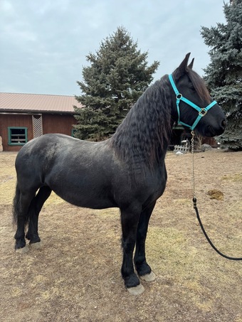 "Ophelia " Black Mare Friesian