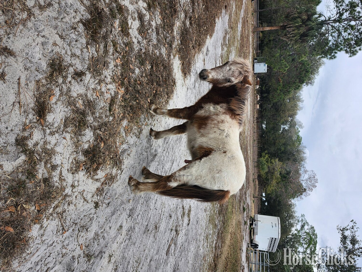 "Appy Acres Dreaming In Color" Sorrel Colt American Miniature in Florida