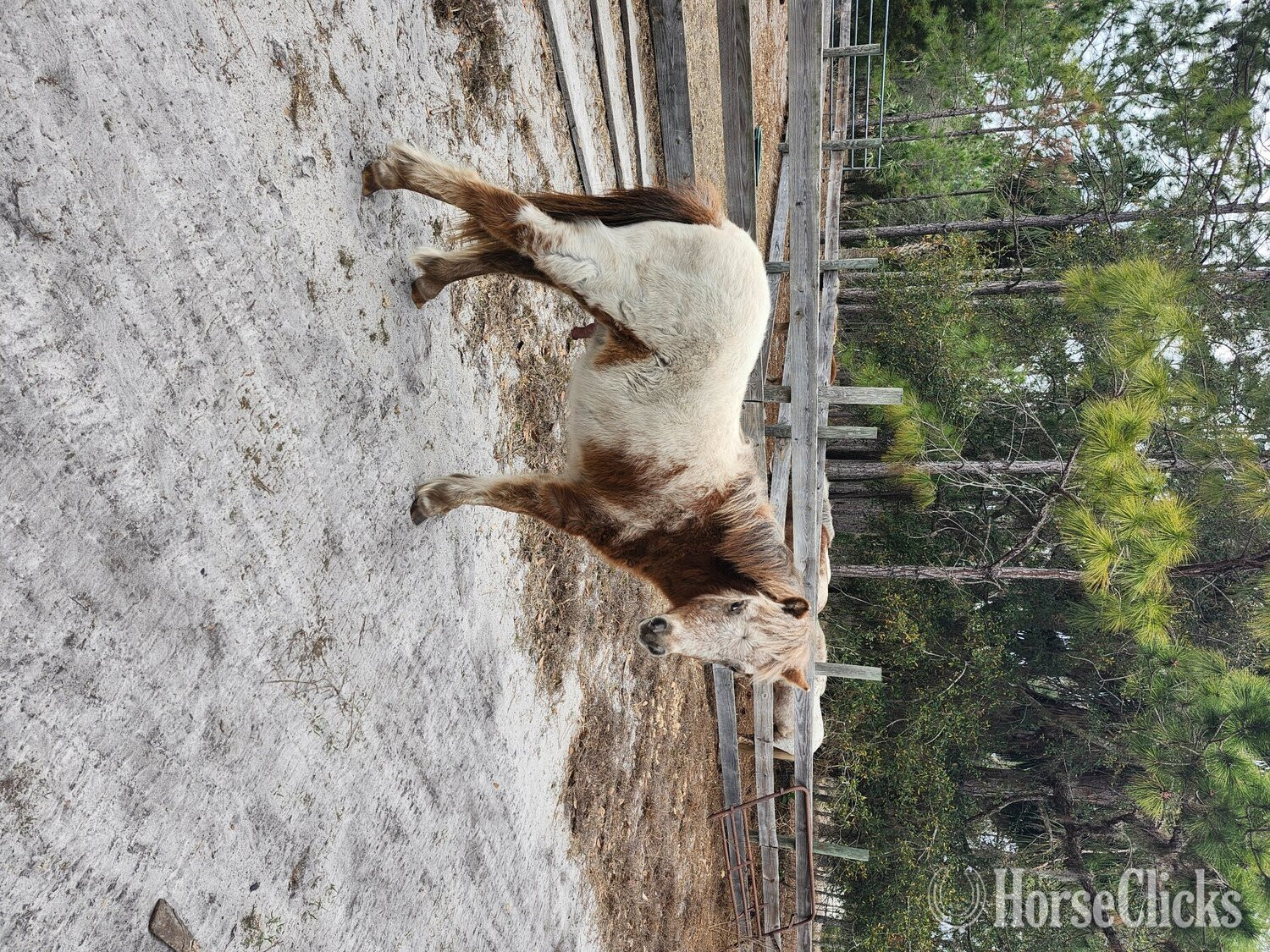 "Appy Acres Dreaming In Color" Sorrel Colt American Miniature
